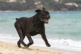 CANE CORSO 670